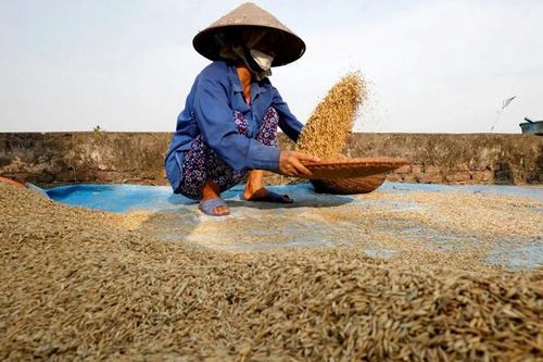 FAO cảnh báo COVID-19 có thể gây thiếu lương thực toàn cầu