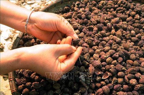 Tìm đầu ra cho sản phẩm sa nhân tím