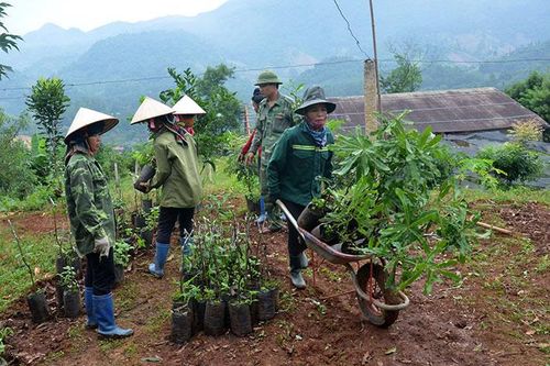 Phát triển cây mắc ca, vướng thủ tục đất đai