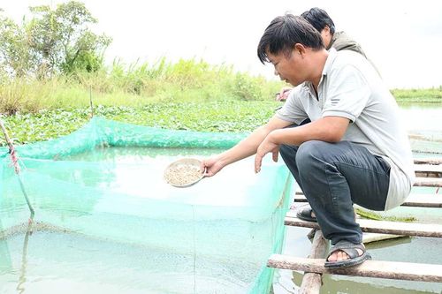 Gia Lai có hơn 1.210 ha nuôi thủy sản