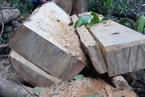 Khởi tố vụ án hình sự về khai thác, bảo vệ rừng ở xã Sró