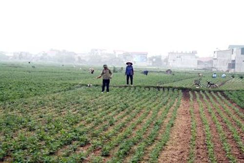 Tập trung chăm sóc cây màu vụ đông xuân