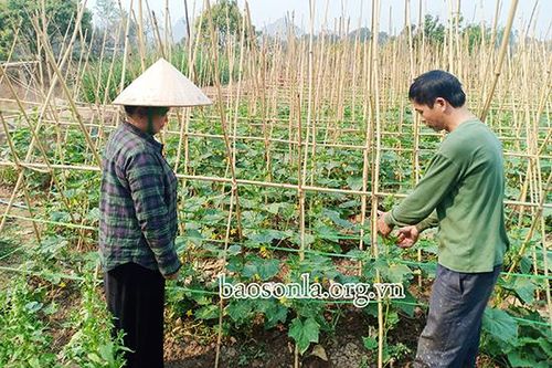 Mai Sơn phát triển sản xuất nông nghiệp ứng dụng công nghệ cao