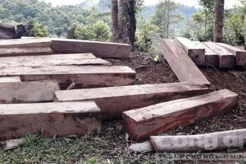 Phát hiện bãi gỗ lớn trong lô cao su