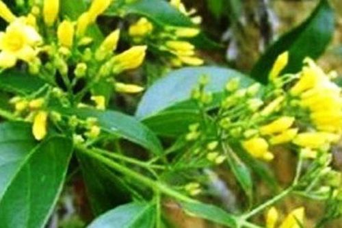 Đôi nam nữ ăn lá ngón tự tử vì bị cấm yêu