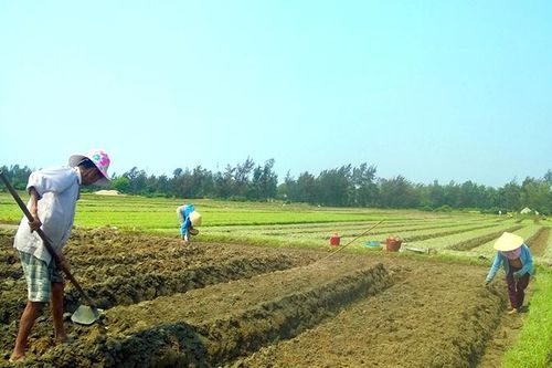 Tránh hạn cho vụ hè thu
