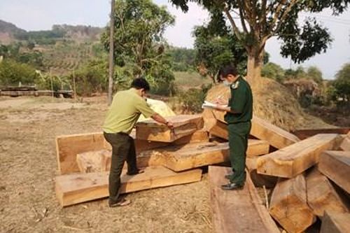 Kon Tum: Thu giữ lâm sản cất giấu trái phép trong vườn cao su