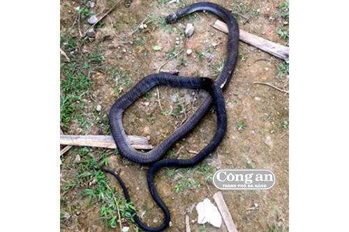 Rắn cắn chết người