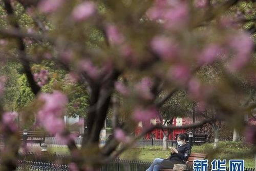 Vũ Hán: 'Mùa xuân trở lại' sau 65 ngày cửa đóng then cài vì COVID-19