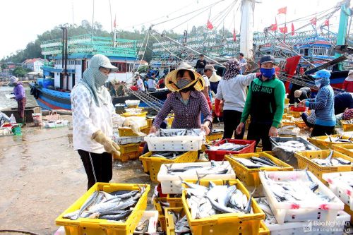 Đội tàu vây ở một xã Nghệ An đánh bắt hải sản thu gần 13 tỷ đồng