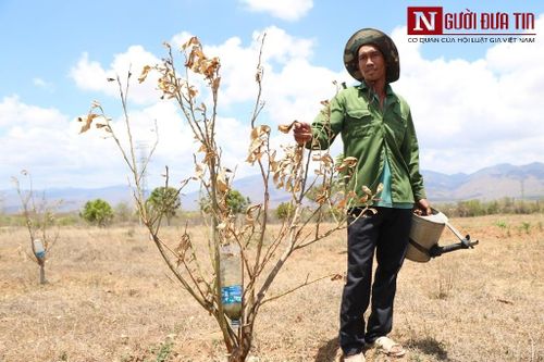 Ninh Thuận: Nhiều diện tích cây trồng lâu năm 'chết khát', người dân mất trắng hàng trăm triệu