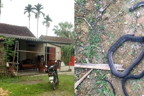 Đi bắt cua đồng, người phụ nữ bị rắn cắn tử vong