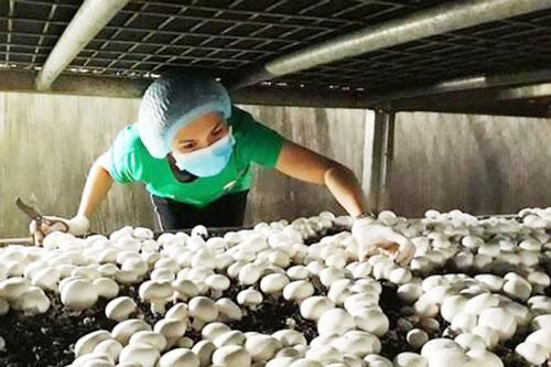 Khánh Hòa: Thành công bước đầu từ trồng nấm hữu cơ theo hướng hiện đại
