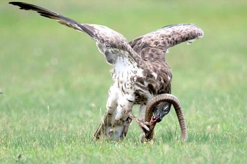 Đại bàng ra đòn 'hiểm độc' khiến rắn hổ mang bỏ mạng trong 'một nốt nhạc'