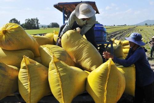 Sản xuất lúa năm 2020 ở ĐBSCL: Nỗ lực đạt thắng lợi