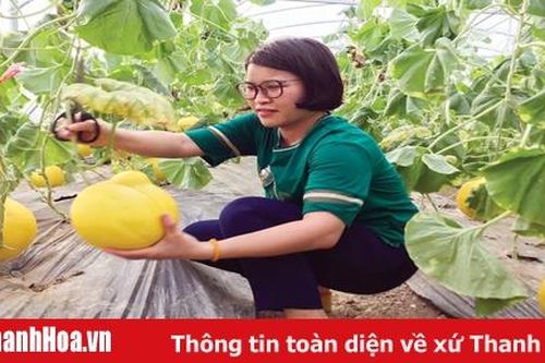 Phát triển cây dưa xứ Thanh