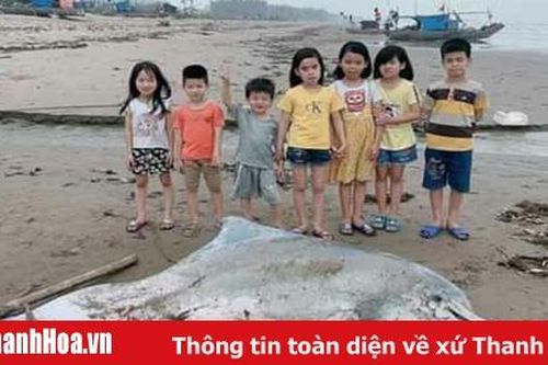 Mai táng xác cá heo dạt vào bờ biển xã Hoằng Trường