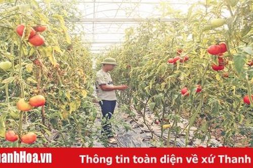 Toàn tỉnh có 1.127 doanh nghiệp đầu tư vào nông nghiệp