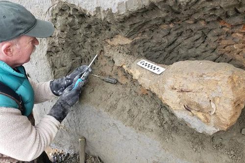 Vách đá xói mòn để lộ hóa thạch 15 triệu năm tuổi