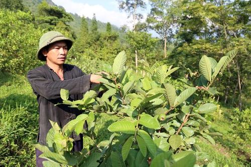 Chuyển đổi cây trồng, nâng cao thu nhập cho người dân