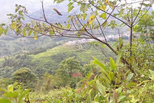 Bố chồng khuất núi để lại tài sản cho người không ai ngờ tới