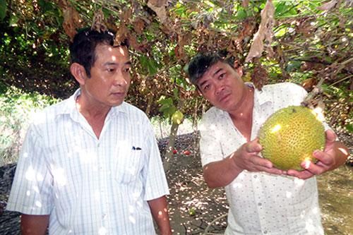 Hậu Giang: Hiệu quả từ mô hình trồng gấc