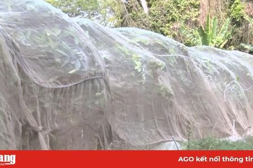 Trồng mận nhà lưới thành công trên đất rẫy