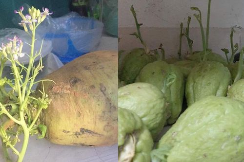 Dân mạng đua nhau khoe 'hậu quả' vì tích trữ thực phẩm mùa dịch