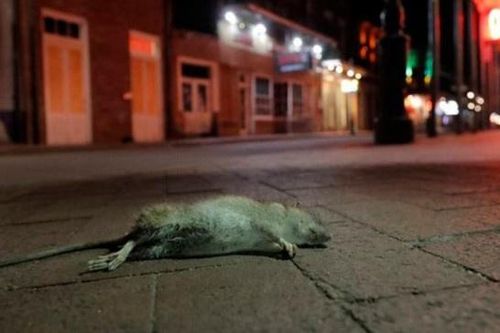 Chuột tràn lan trên đường phố New Orleans do thiếu đồ ăn