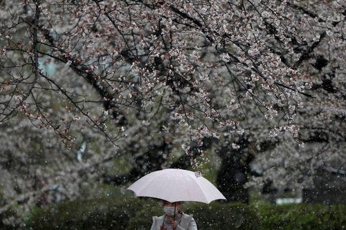 Tuyết bất ngờ rơi ở Tokyo cuối tháng 3, giữa mùa hoa anh đào