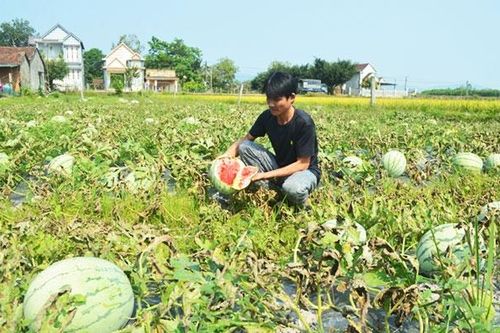Sớm chấm dứt tình trạng trồng dưa hấu theo phong trào