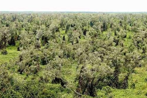 'Nóng bỏng' rừng tràm Cà Mau