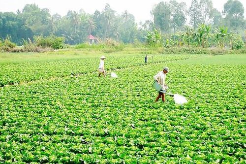 TPHCM gieo trồng 6.400ha vụ đông xuân