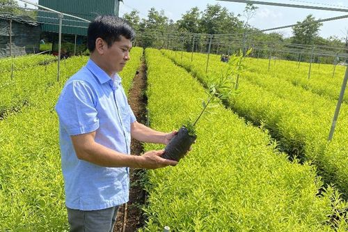 Kỳ lạ sức sống loài cây được kỳ vọng cứu Tây Nguyên
