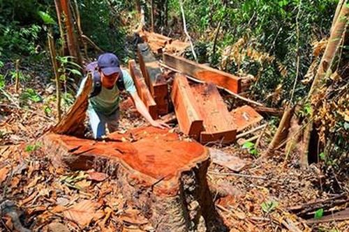 Đốn hạ trái phép 2 cây gỗ 'khủng', 5 đối tượng bị khởi tố