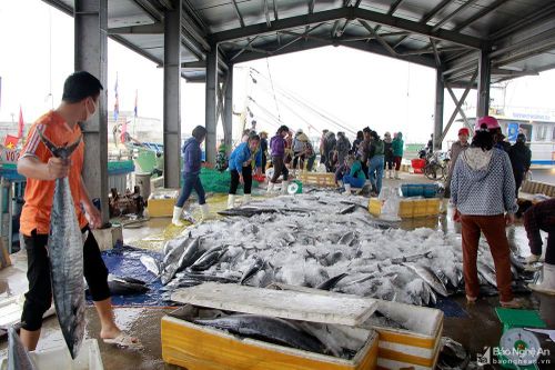 Đánh bắt trên Vịnh Bắc Bộ, ngư dân Nghệ An trúng đậm cá thu