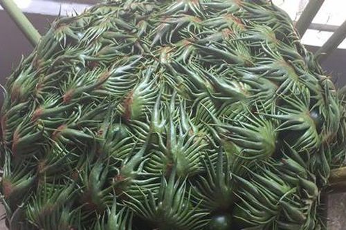 Cộng đồng mạng xôn xao không biết 'thứ kỳ dị' đầy ám ảnh này có đúng là một loài cây trên Trái Đất