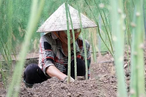 Ninh Thuận: Đất cát 'nở hoa' nhờ trồng măng tây theo công nghệ Israel