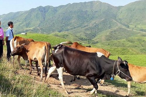 Sát cánh cùng hội viên nông dân xóa đói giảm nghèo