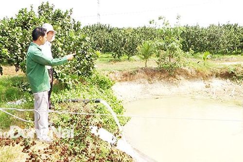 'Cứu' vườn cây ăn trái trên đồi Sapi
