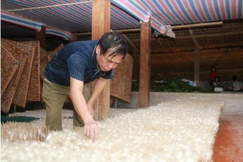 Giá kén tằm xuống thấp, người dân lo lắng