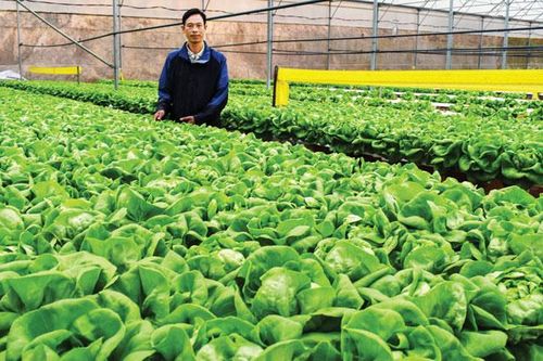 Tìm sao trong OCOP Lâm Đồng (Bài 1)