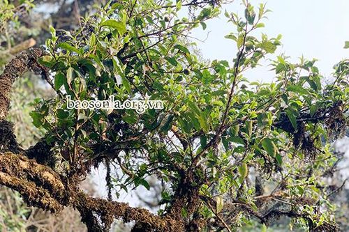Khám phá những cây chè cổ thụ ở rừng đặc dụng Tà Xùa