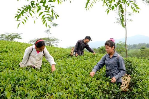 Hương vị chè xuân