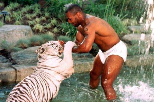 Tyson từng phải trả 250.000 USD vì hổ nuôi trong nhà cắn người
