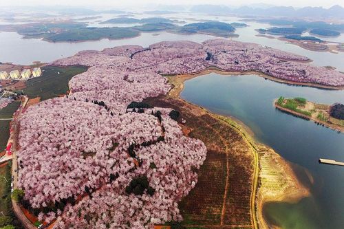 Biển hoa anh đào Trung Quốc nhìn từ trên cao
