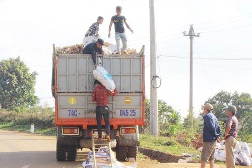 Mua sắn tươi giúp dân ổn định cuộc sống nơi biên cương