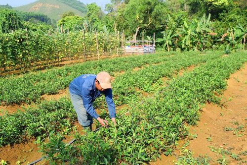 Thoát nghèo nhờ rau hoang dã
