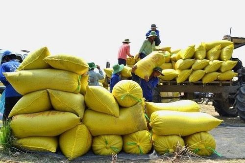 Sản lượng lúa ở ĐBSCL nỗ lực đạt 24,3 triệu tấn trong năm 2020