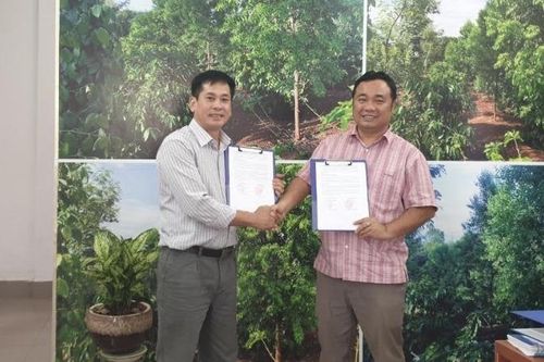 Tiếp bài 'loài cây quý được kỳ vọng cứu Tây Nguyên': Nguyên Phó Thủ tướng Nguyễn Công Tạn và niềm mong mỏi đã hóa sự thật
